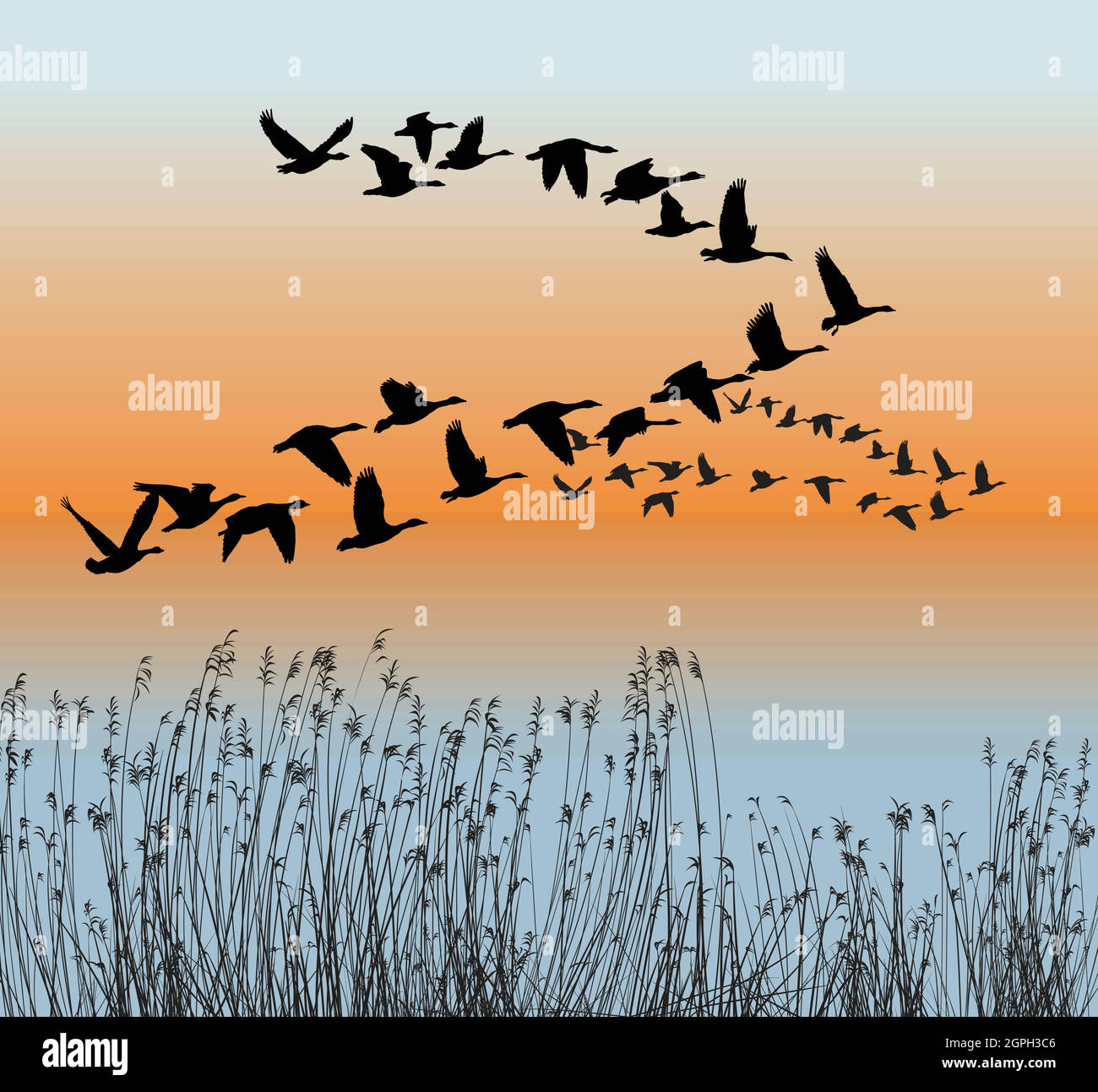 Migration des oies de printemps Illustration de Vecteur