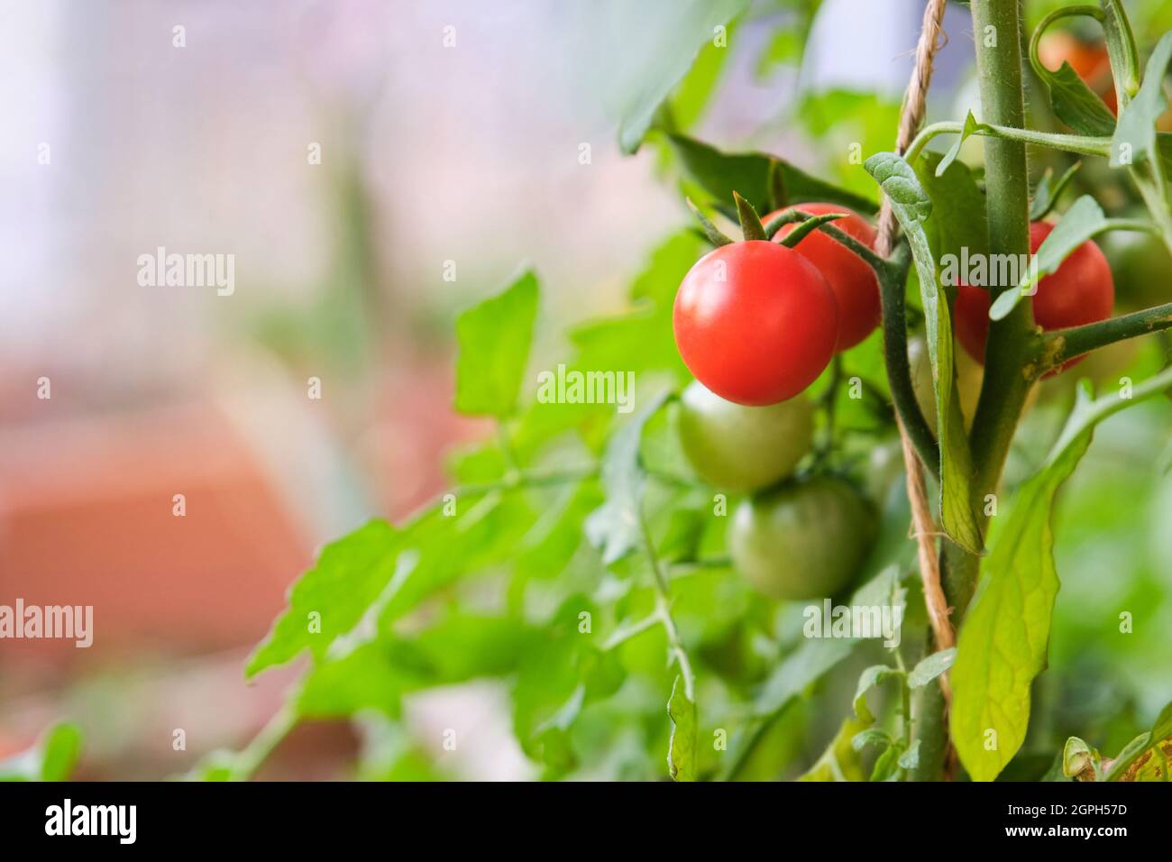 Les tomates rouges mûres fraîches plantent dans un jardin familial prêt à la récolte. Banque D'Images