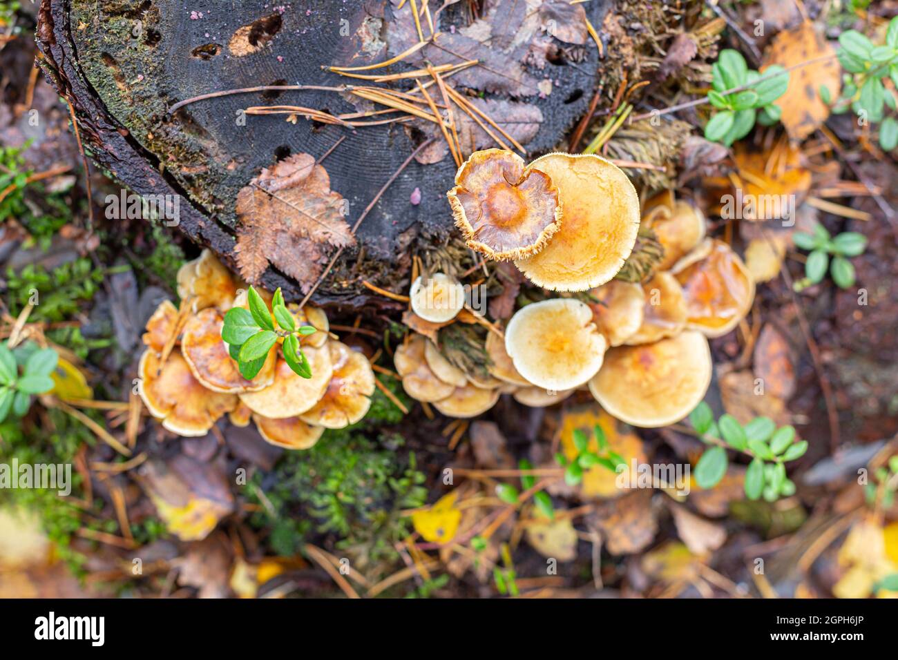 Champignons, aiguilles de conifères et feuilles sur une souche, dans la forêt humide d'automne, vue de dessus. Alternative végétalienne à la viande, riche en protéines. Recherche de nourriture en extérieur Banque D'Images