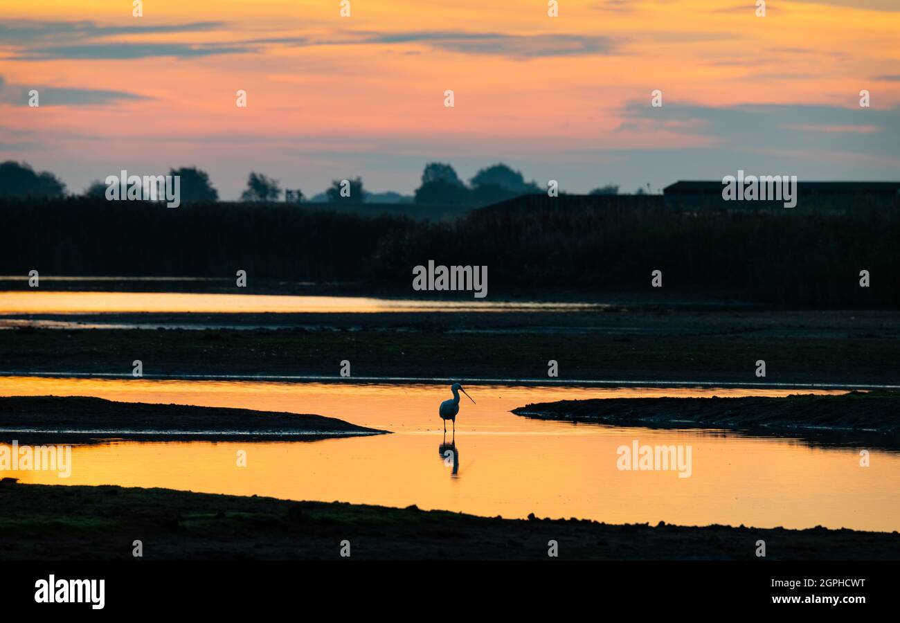 Lumière du soleil matinale reflétant l'eau dans le marais de Frampton, Lincolnshire, Angleterre Banque D'Images