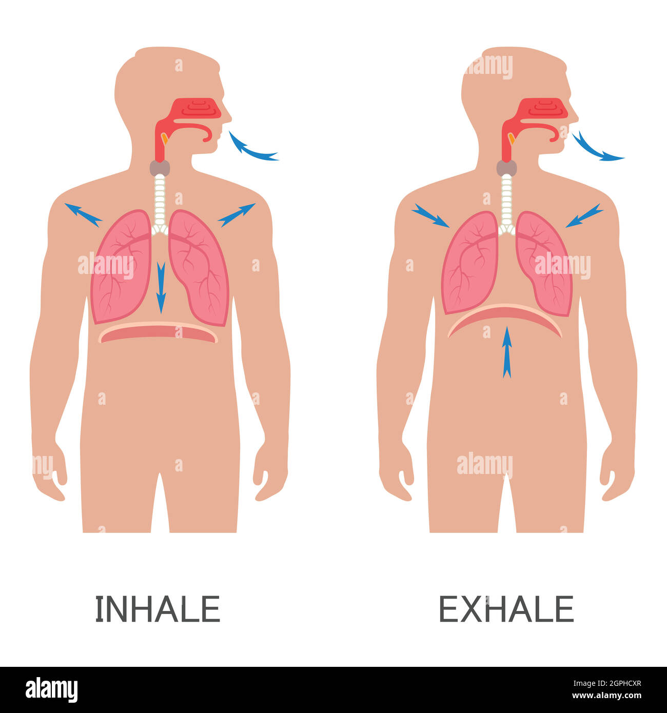 système respiratoire, respiration Illustration de Vecteur