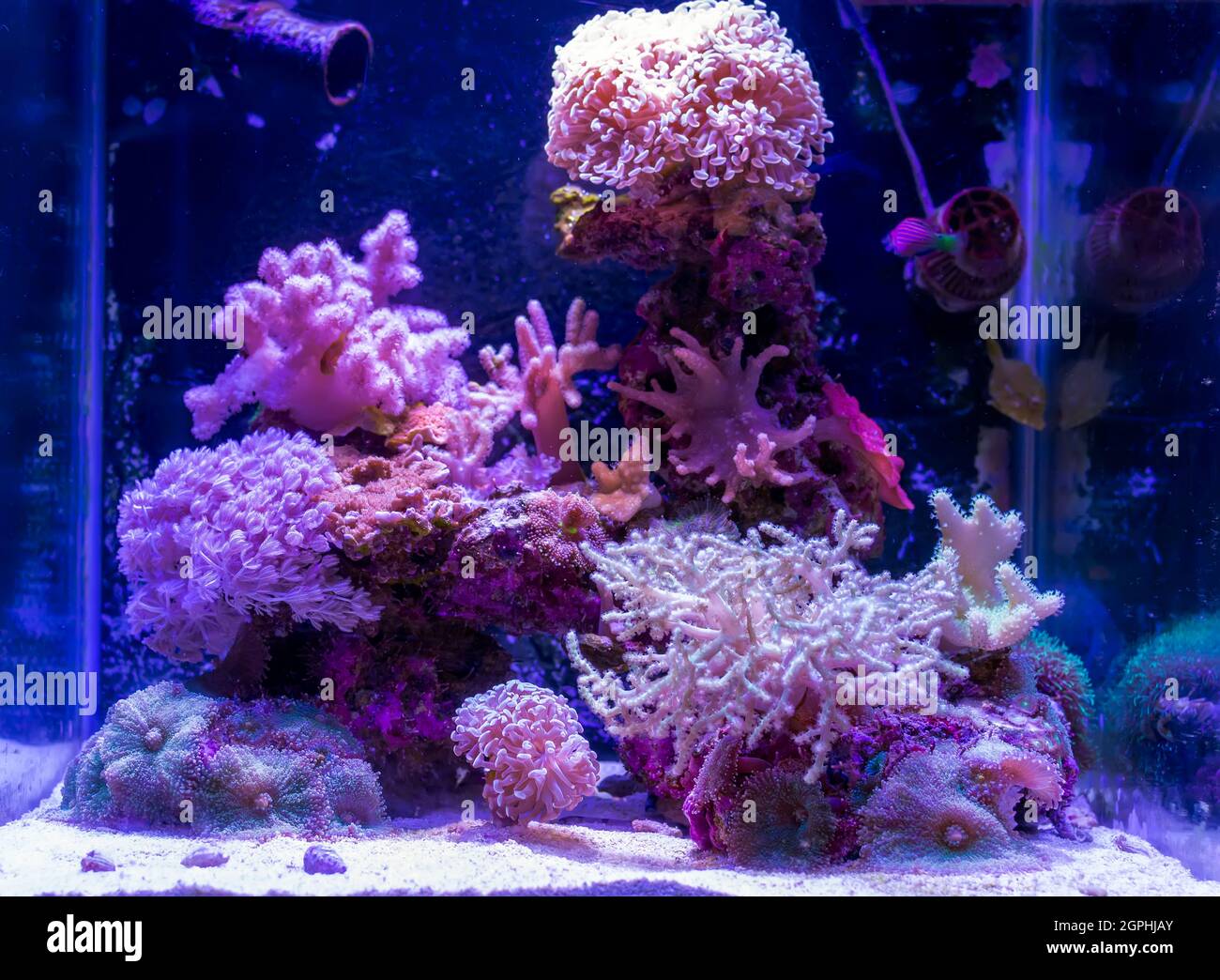 Diverses espèces de coraux multicolores dans l'aquarium. Les coraux colorés vivent sous l'eau dans la lumière pourpre. Décoration du fond de l'aquarium. La vie sous-marine. Banque D'Images