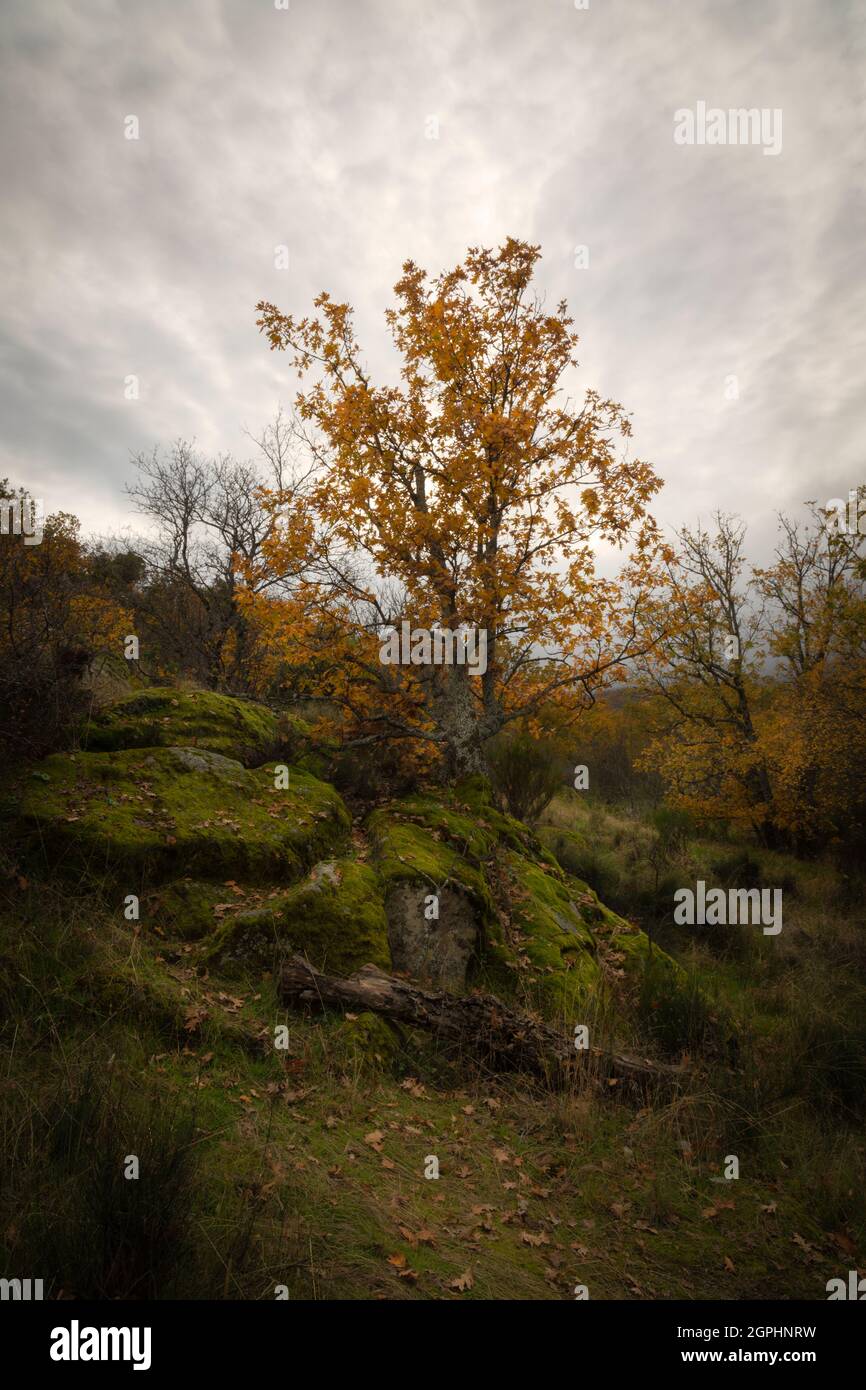 Chêne à l'automne avec ses feuilles caduques jaunes, accrochée aux rochers couverts de mousse avec ses racines, la forêt de la Herreria, Segovia, Espagne. Avec Banque D'Images