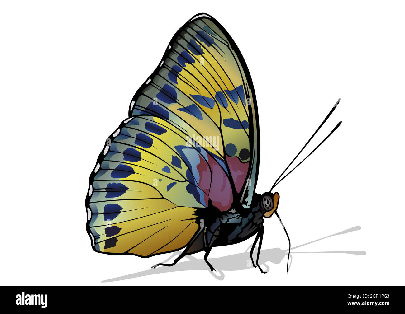 Janetta Forester, papillon africain Illustration de Vecteur