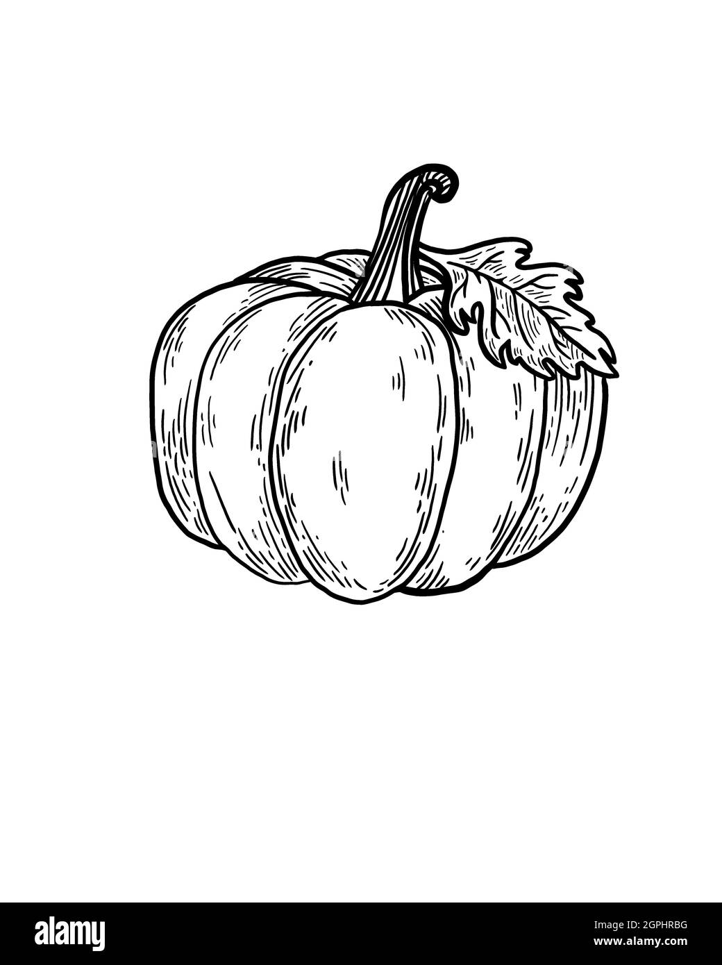 croquis détaillé de citrouille végétale avec feuille d'érable isolée en gros plan Banque D'Images