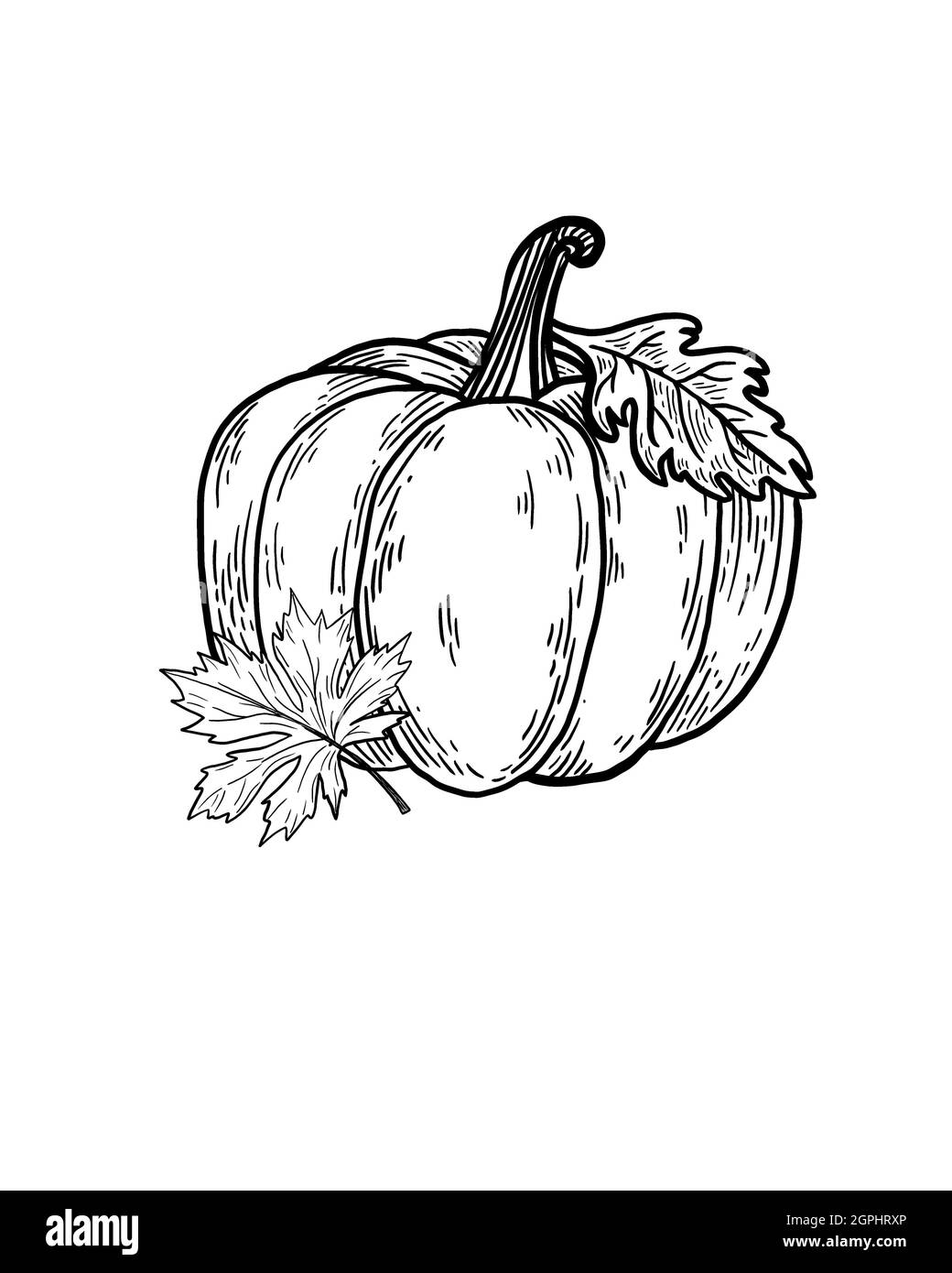 croquis détaillé de citrouille végétale avec feuille d'érable isolée en gros plan Banque D'Images