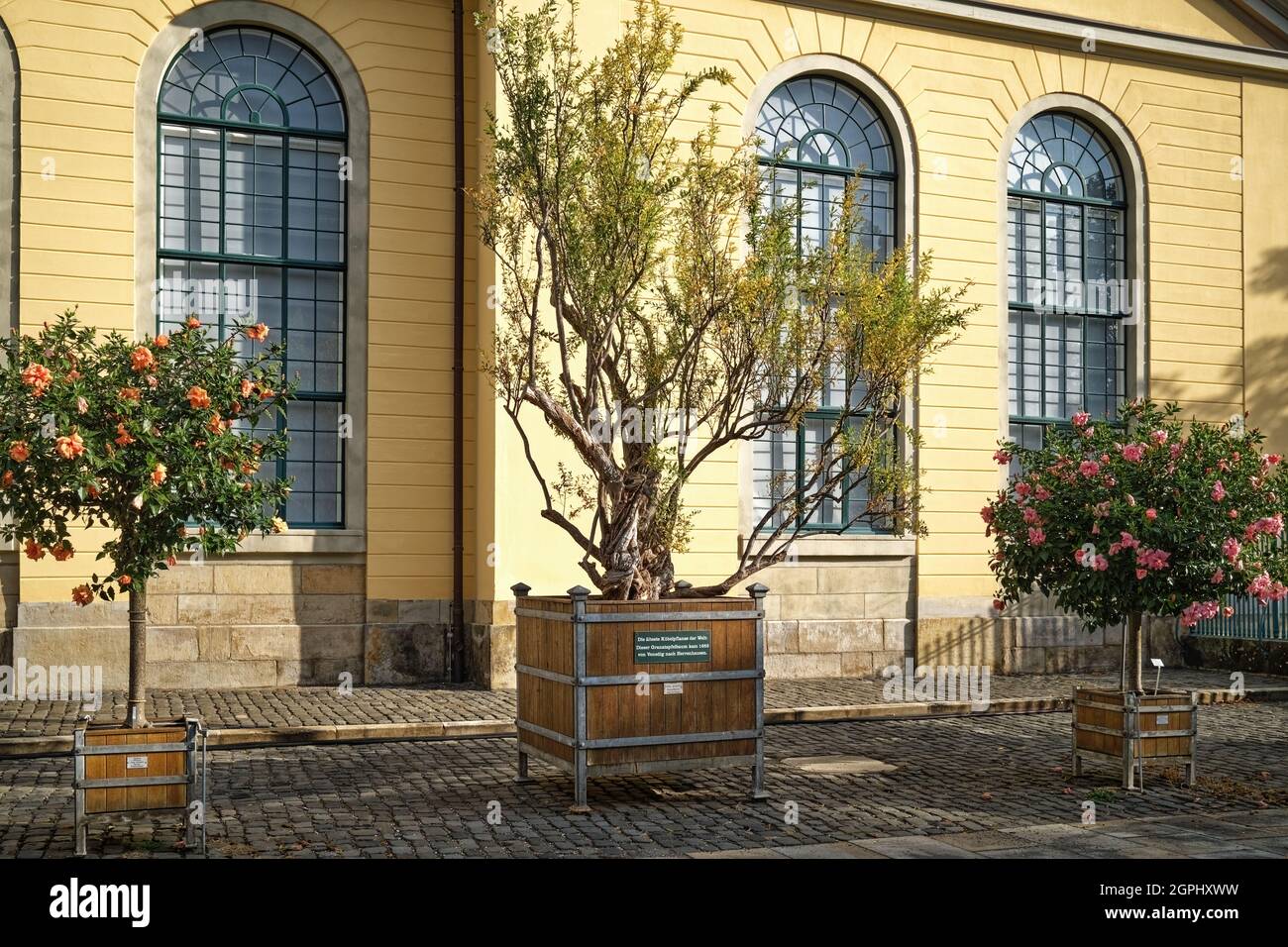 Die älteste Kübelpflanze der Welt zwischen Hibisken vor der Orangerie, Herrenhausen, Hanovre, Deutschland / Allemagne Banque D'Images