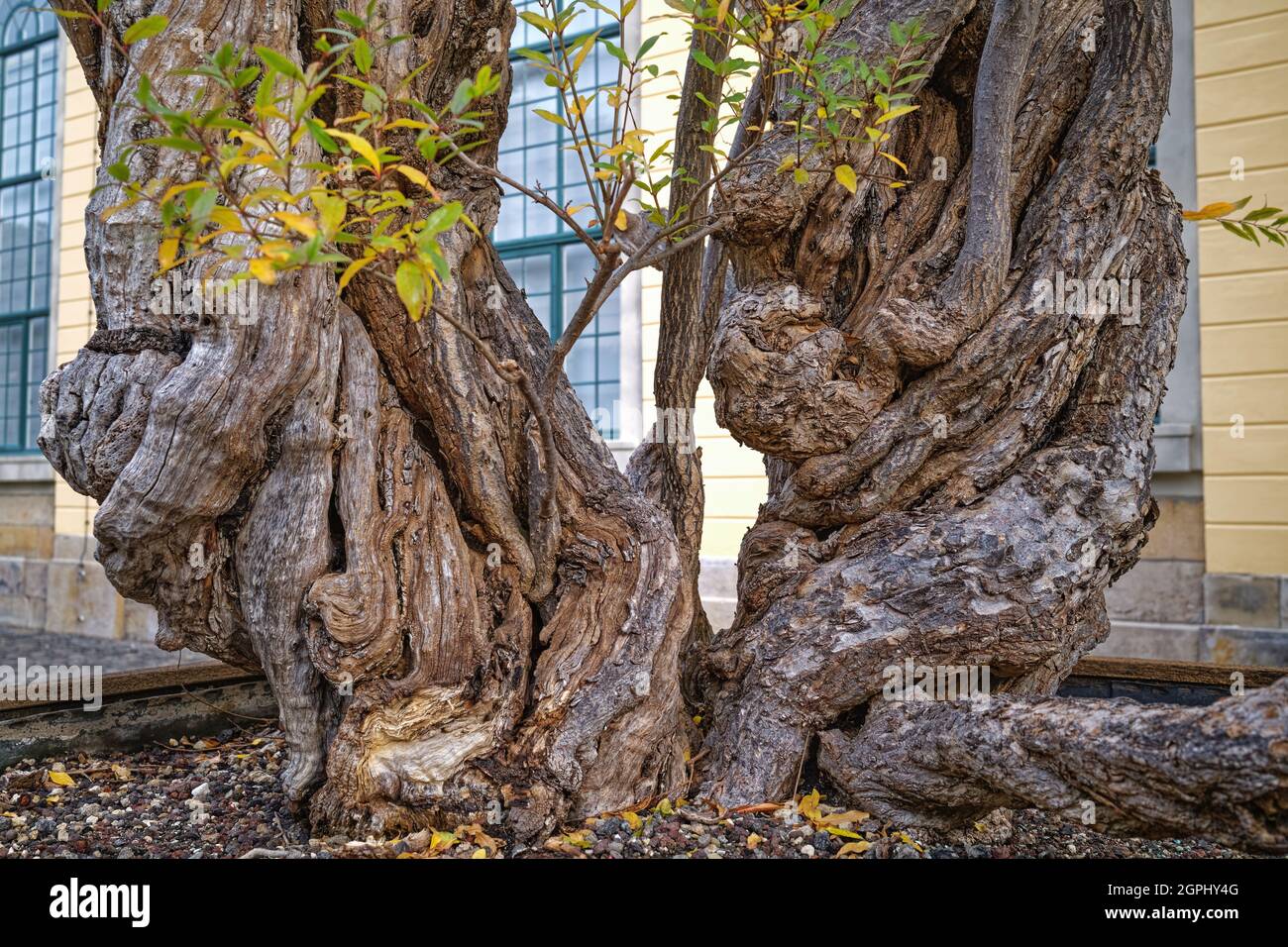 Die älteste Kübelpflanze der Welt, ein Granatapfelbaum, vor der Orangerie, Herrenhausen, Hanovre, Allemagne / Allemagne Banque D'Images