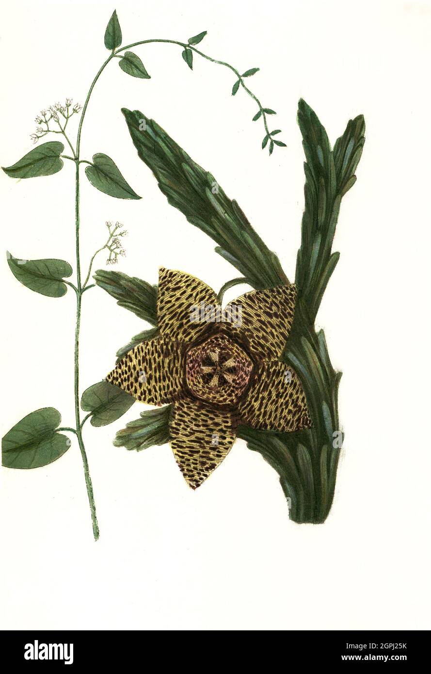 Apocynum, Convolvulus scamia, Ackerwande und Apocynum seu Fritilaria erasa monstrosa, Phytanthoza iconographia, historische Pflanzenillustration aus dem um 1740 erschienen Buch, digital aufbereitet, illustration de plantes historiques du livre publié vers 1740, numériquement améliorée Banque D'Images
