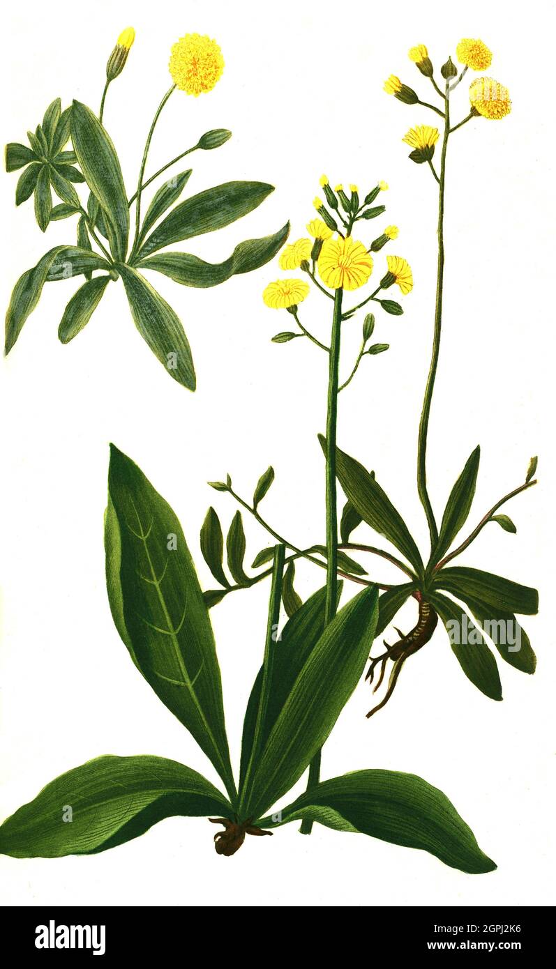 Auricula muris, Kleine Habichtskraut, Hieracium pilosella, auch Mausohr-Habichtskraut oder Langhaariges Habichtskraut genannt und auricula muris polyanthos repens und auricula muris seu pilo sella major erecta, Eine Päusterkult, Hiosear, Hioskarura, Hiosear, Hiostätskar, kära, der Est une espèce à fleurs jaunes de la famille des Asteraceae, Phytanthoza ographiconia, historische Pflanzenillustration aus dem um 1740 erschienen Buch, aufbereitet numérique, illustration de plantes historiques du livre publié autour de 1 Banque D'Images