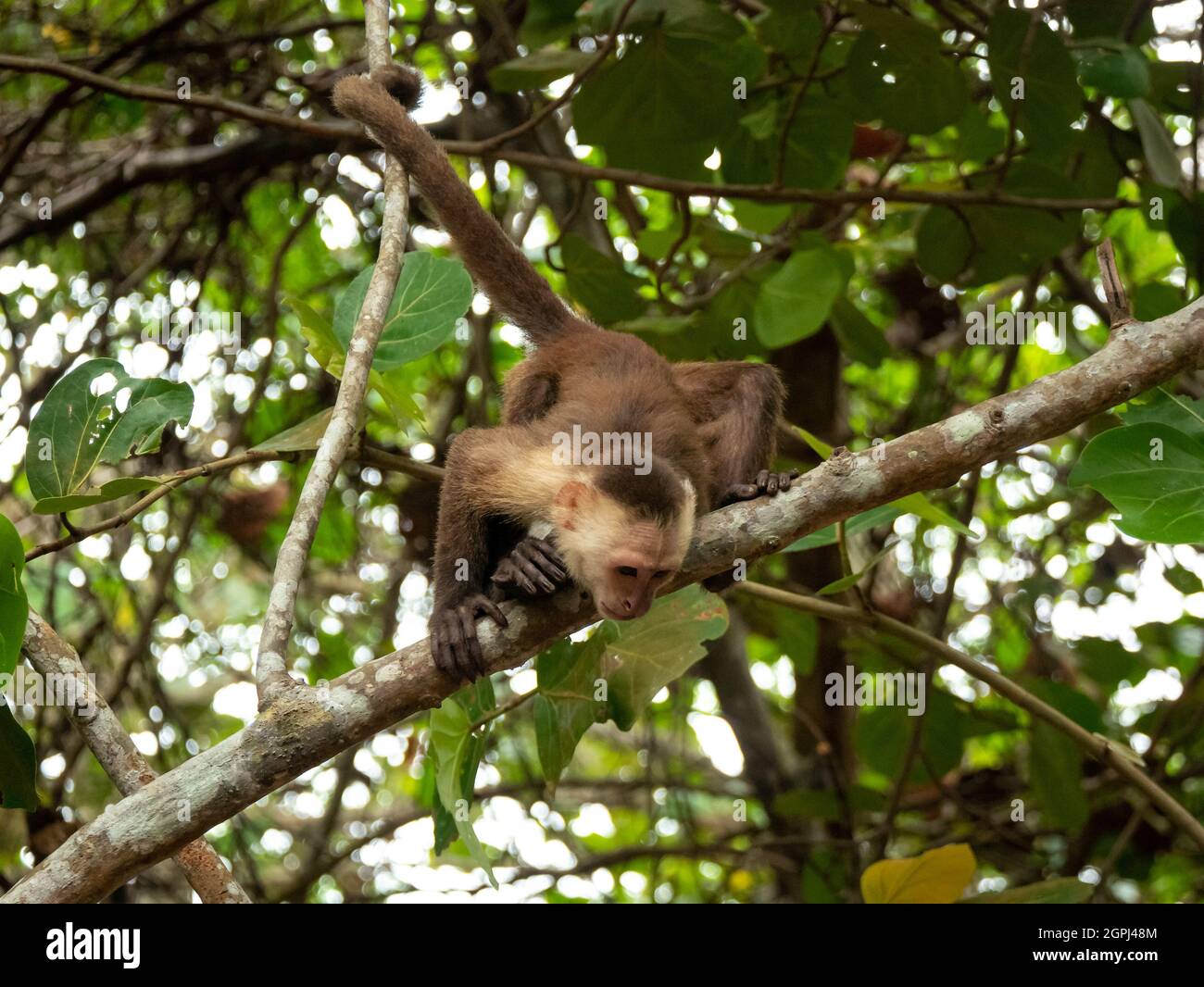 Le Capuchin panaméen à tête blanche (imitateur Cebus), également connu sous le nom de Capuchin panaméen ou d'Amérique centrale à tête blanche, est suspendu de la branche Banque D'Images