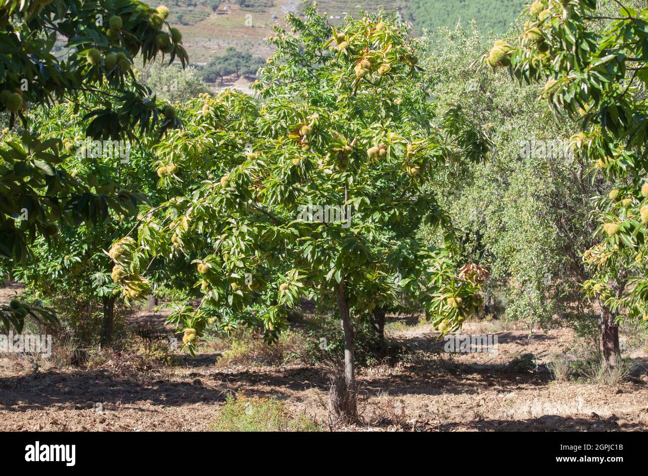 Châtaignier doux. Castanea sativa ou plantation espagnole de châtaigniers à la fin de l'été Banque D'Images