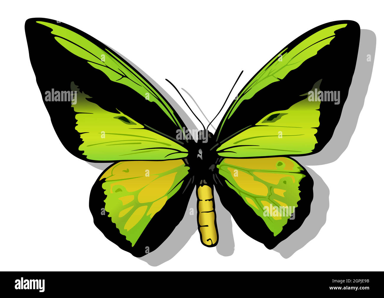 Goliath Birdwing mâle Illustration de Vecteur