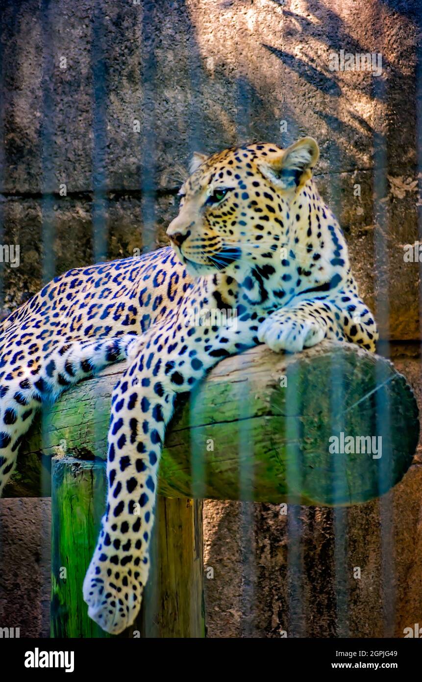 Un léopard africain (Panthera pardus pardus) repose sur une bûche au zoo de Memphis, le 8 septembre 2015, à Memphis, Tennessee. Banque D'Images