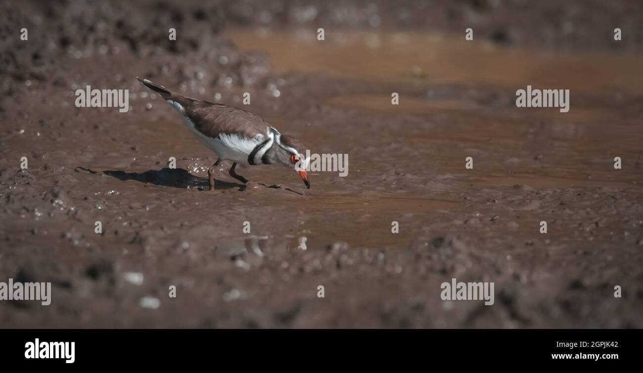 Trois tremplons bagués, (Charadrius tricollaris), parc national de Kriger, Afrique du Sud. Banque D'Images