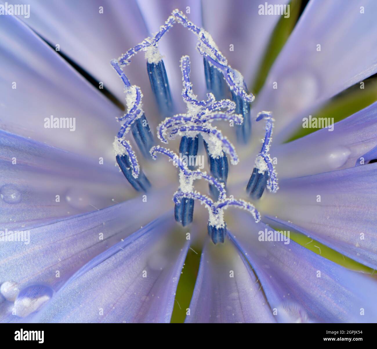 Gros plan extrême d'une seule fleur de chicorée (Cichorium intybus) montrant des anthères et des étamines. Banque D'Images