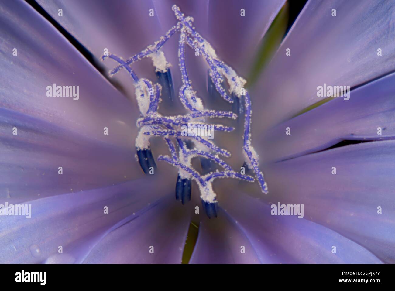 Gros plan extrême d'une seule fleur de chicorée (Cichorium intybus) montrant des anthères et des étamines. Banque D'Images