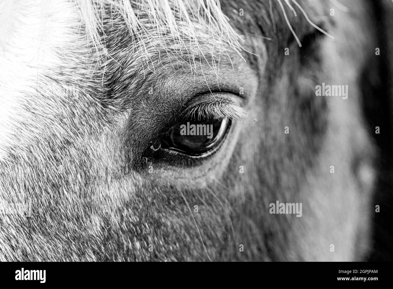 Close up of a Horse's eye Banque D'Images