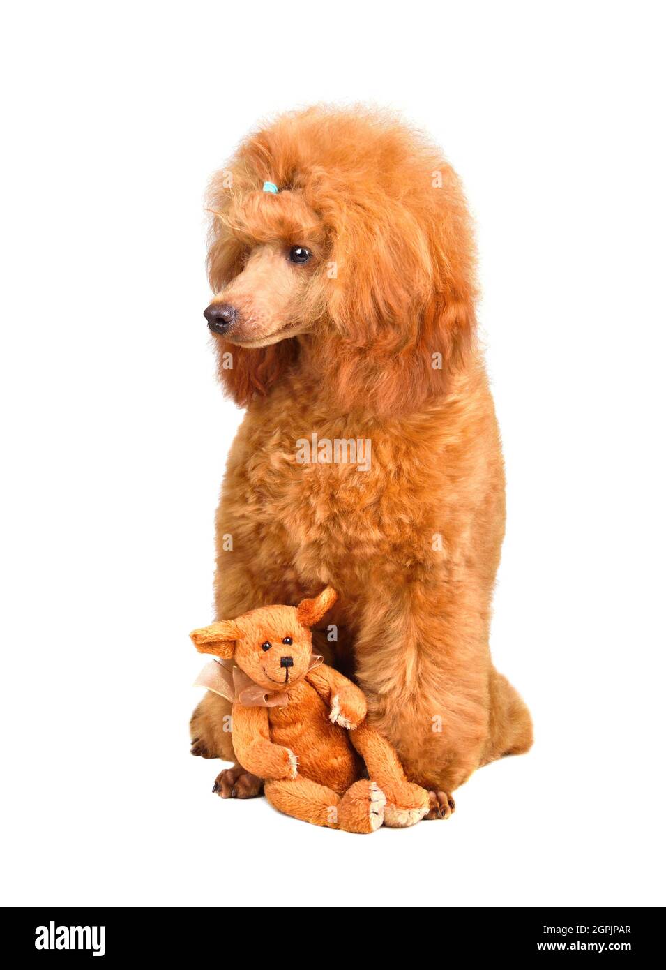 Teddy poodle Banque de photographies et d'images à haute résolution - Alamy