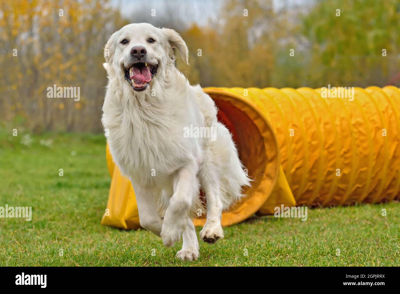 Happy Golden Retriever est sorti du tunnel jaune sur l'entraînement d'agilité de chien Banque D'Images