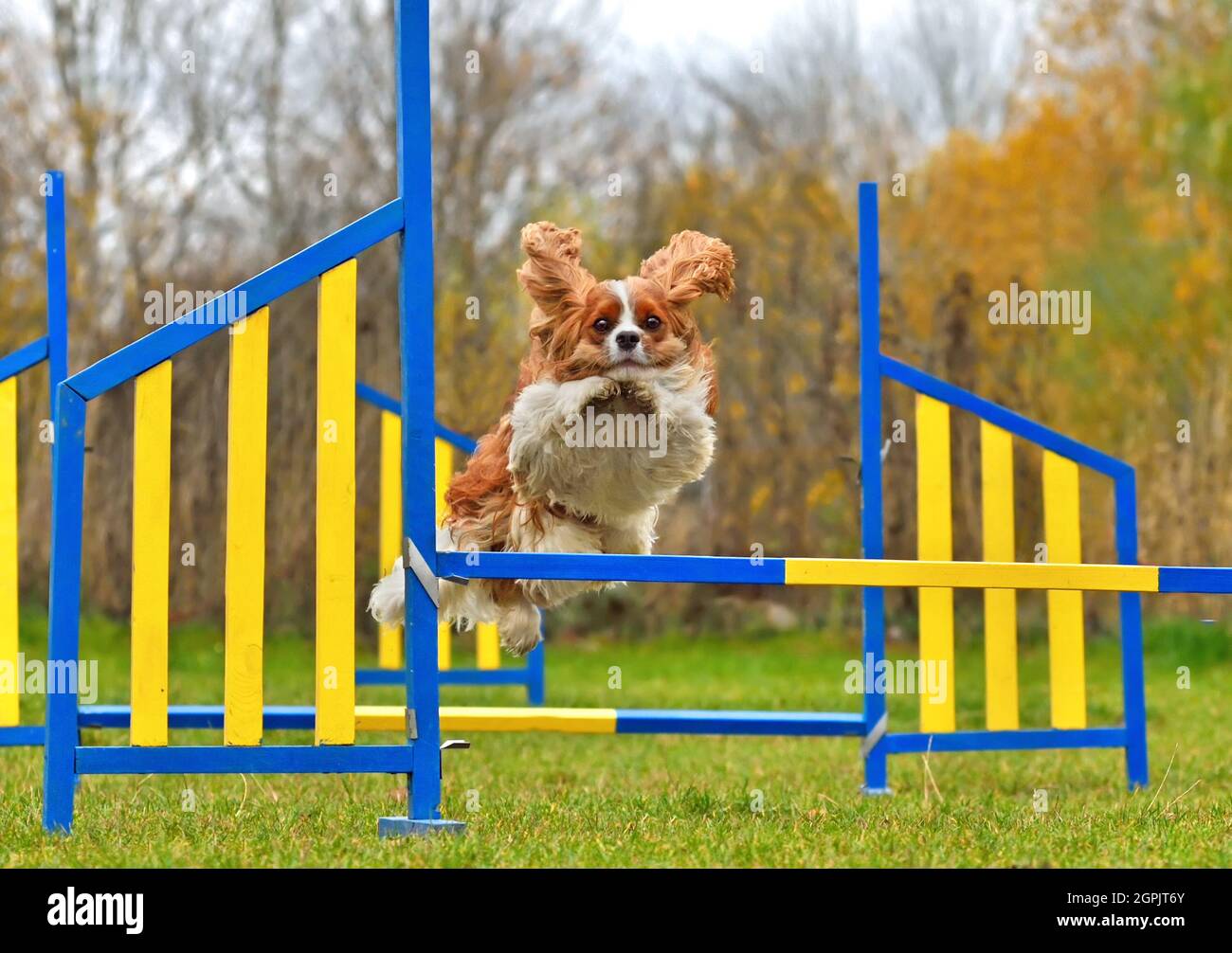 Cavalier King Charles Sponiel sautant sur la clôture sur l'entraînement d'agilité Banque D'Images