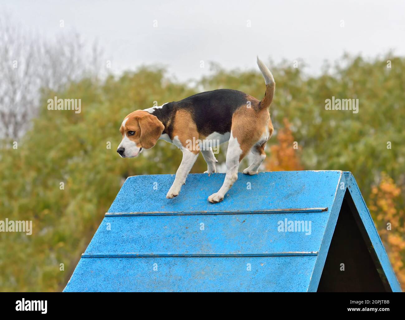Beagle tricolore grimpant sur Un cadre En A lors d'un essai d'agilité avec un chien Banque D'Images