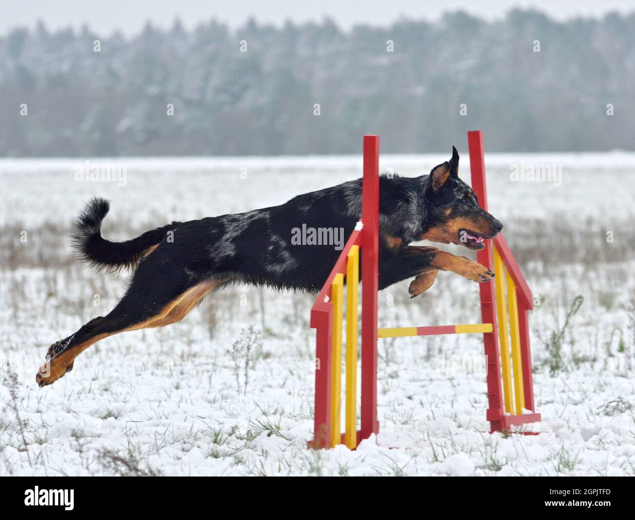 Le chien de Merle Beauceron saute sur un obstacle lors d'un entraînement d'agilité Banque D'Images