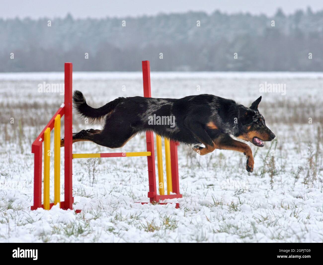 Le chien Merle Beauceron saute sur la clôture lors d'un entraînement d'agilité en extérieur Banque D'Images
