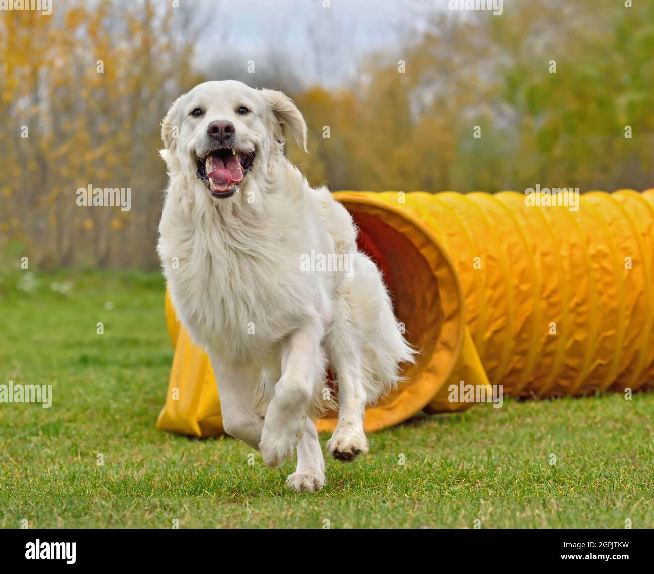 Happy Golden Retriever est sorti du tunnel jaune sur l'entraînement d'agilité de chien Banque D'Images