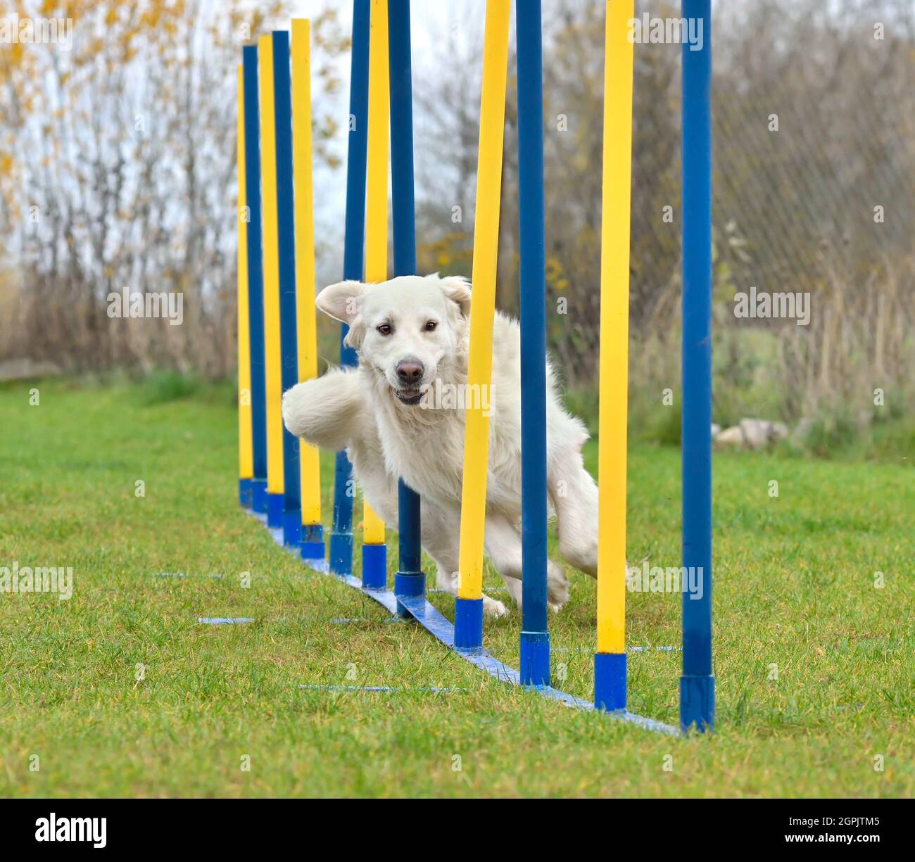 Golden Retriever passe par des bâtons de slalom dans l'entraînement d'agilité Banque D'Images