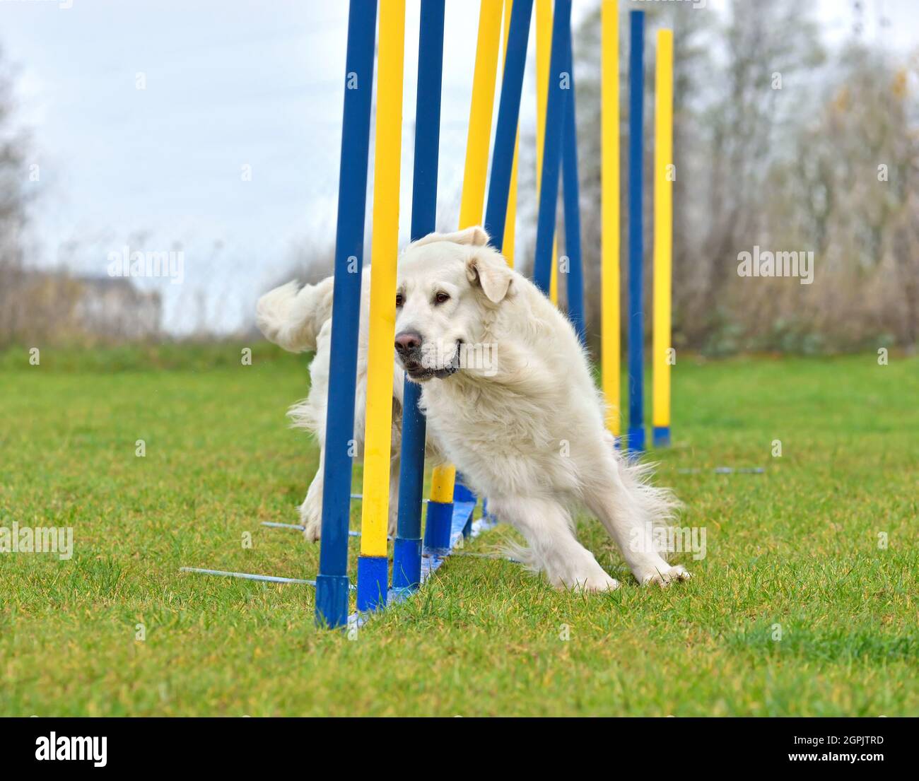 Golden Retriever qui passe par des bâtons de slalom lors d'un essai d'agilité de chien Banque D'Images