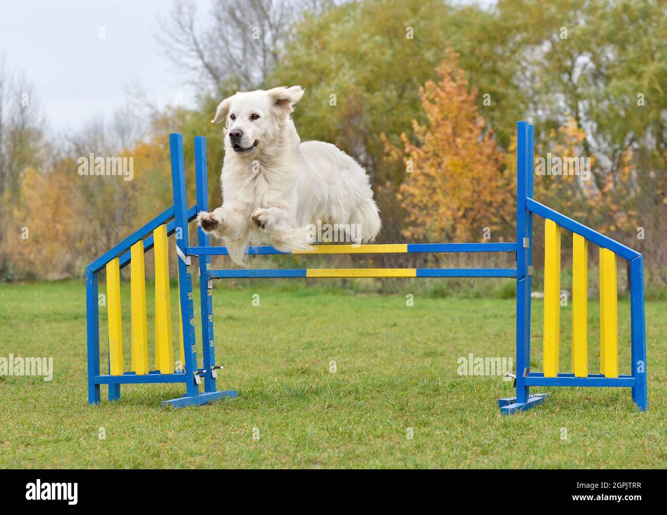 Le chien Golden Retriever, qui saute sur l'entraînement de l'agilité du chien Banque D'Images