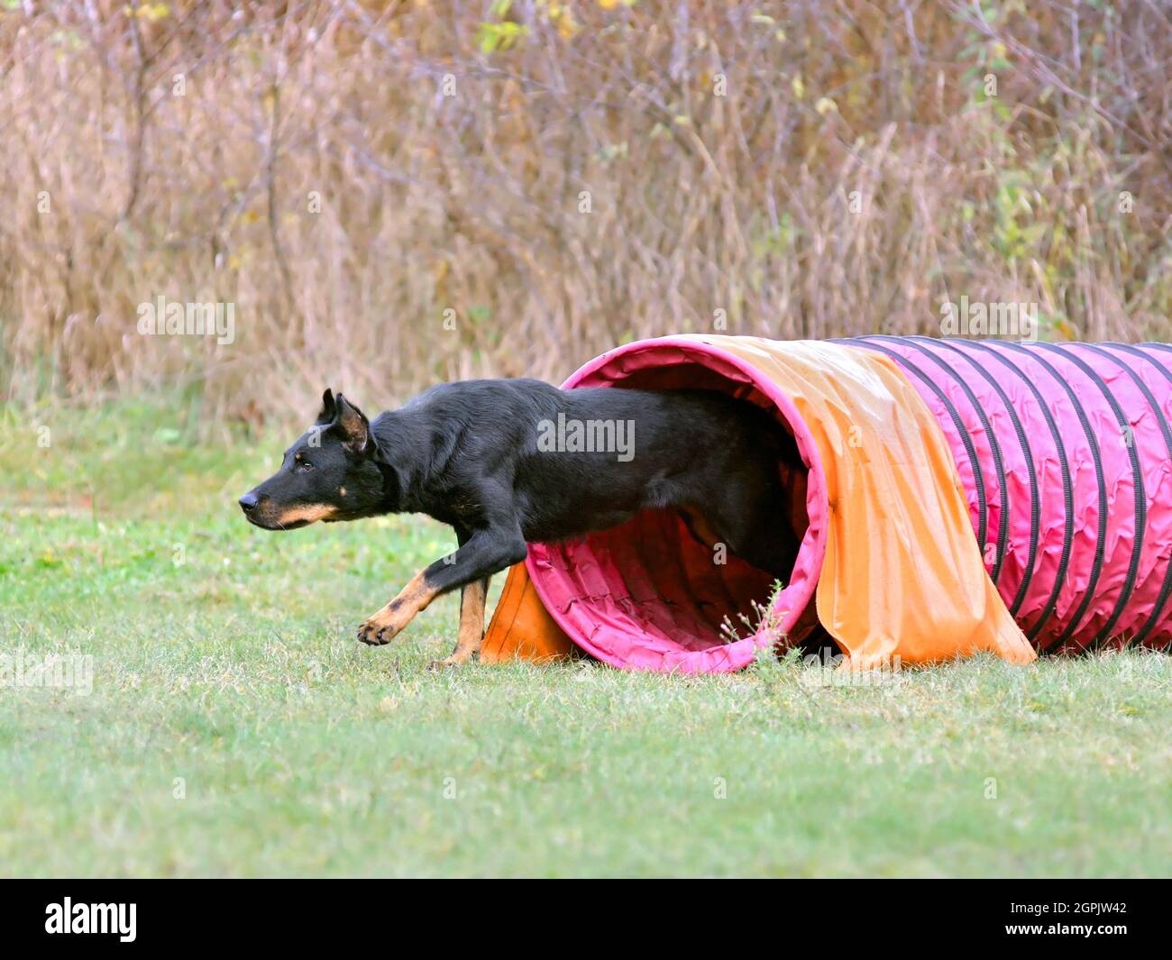 Le chien Beauceron traverse un tunnel rose pour s'entraîner à l'agilité Banque D'Images
