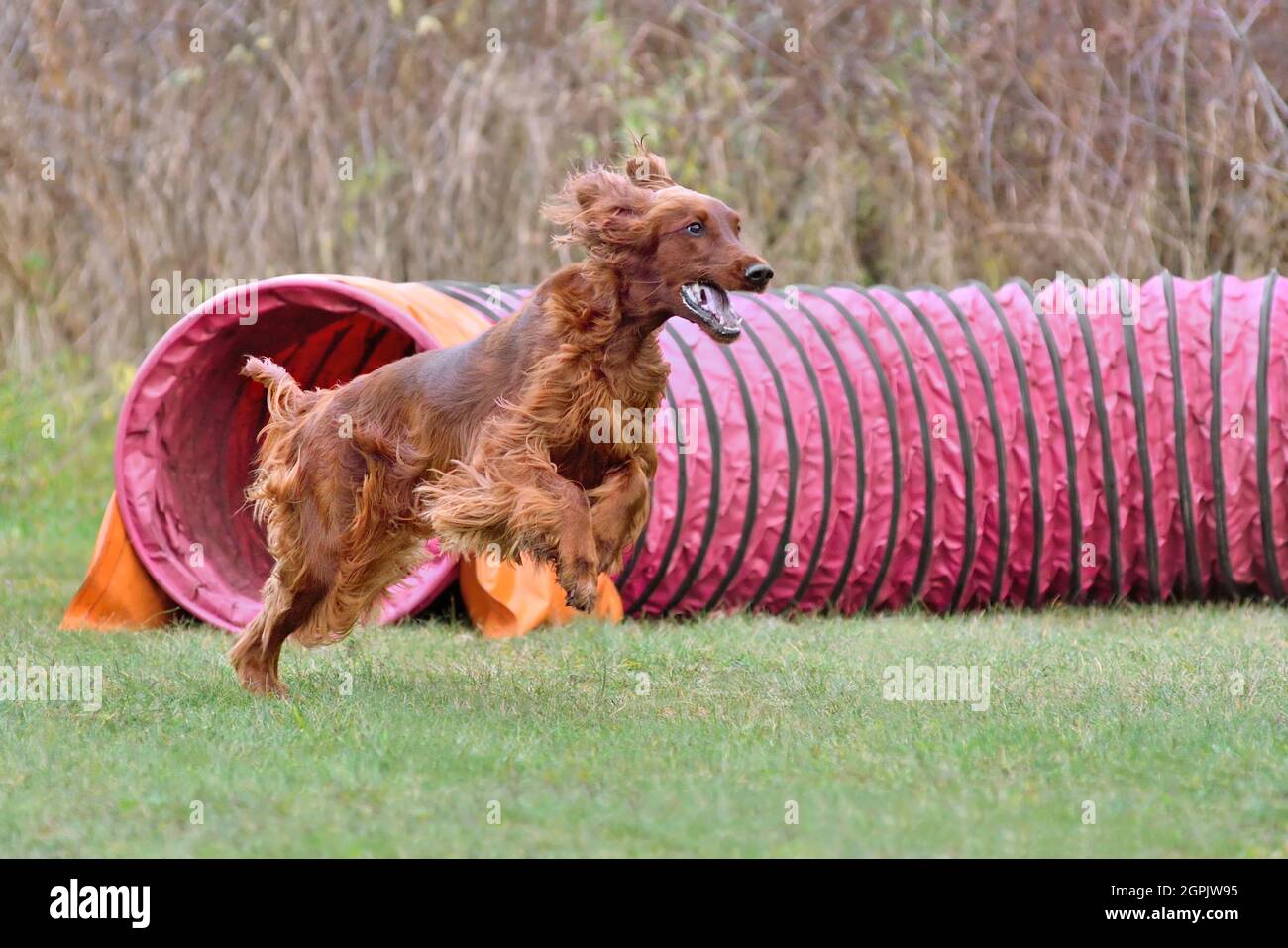 Red Iris Setter est sorti du tunnel jaune sur l'entraînement d'agilité de chien Banque D'Images