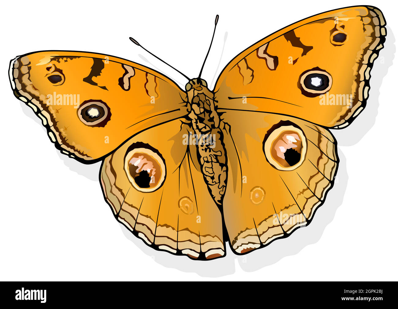 Pansy Peacock Butterfly Illustration de Vecteur