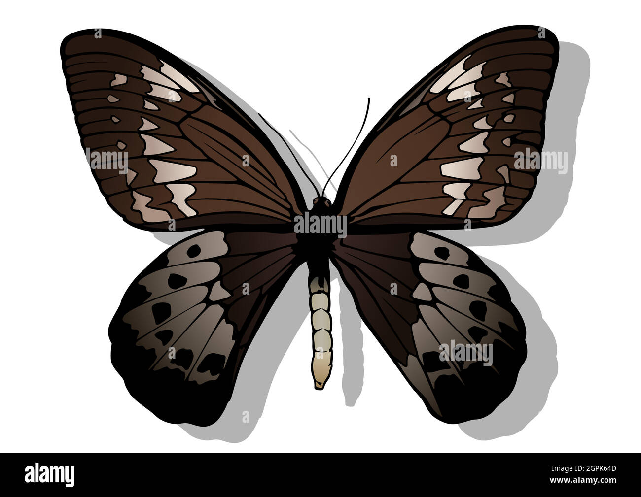 Goliath Birdwing Illustration de Vecteur