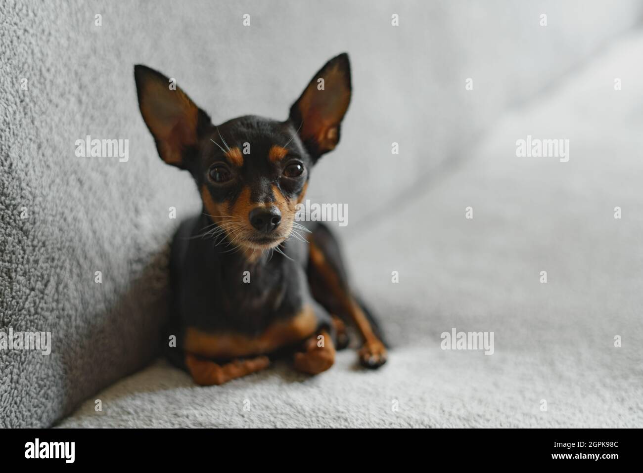 Pinscher Miniature Banque D Image Et Photos Alamy