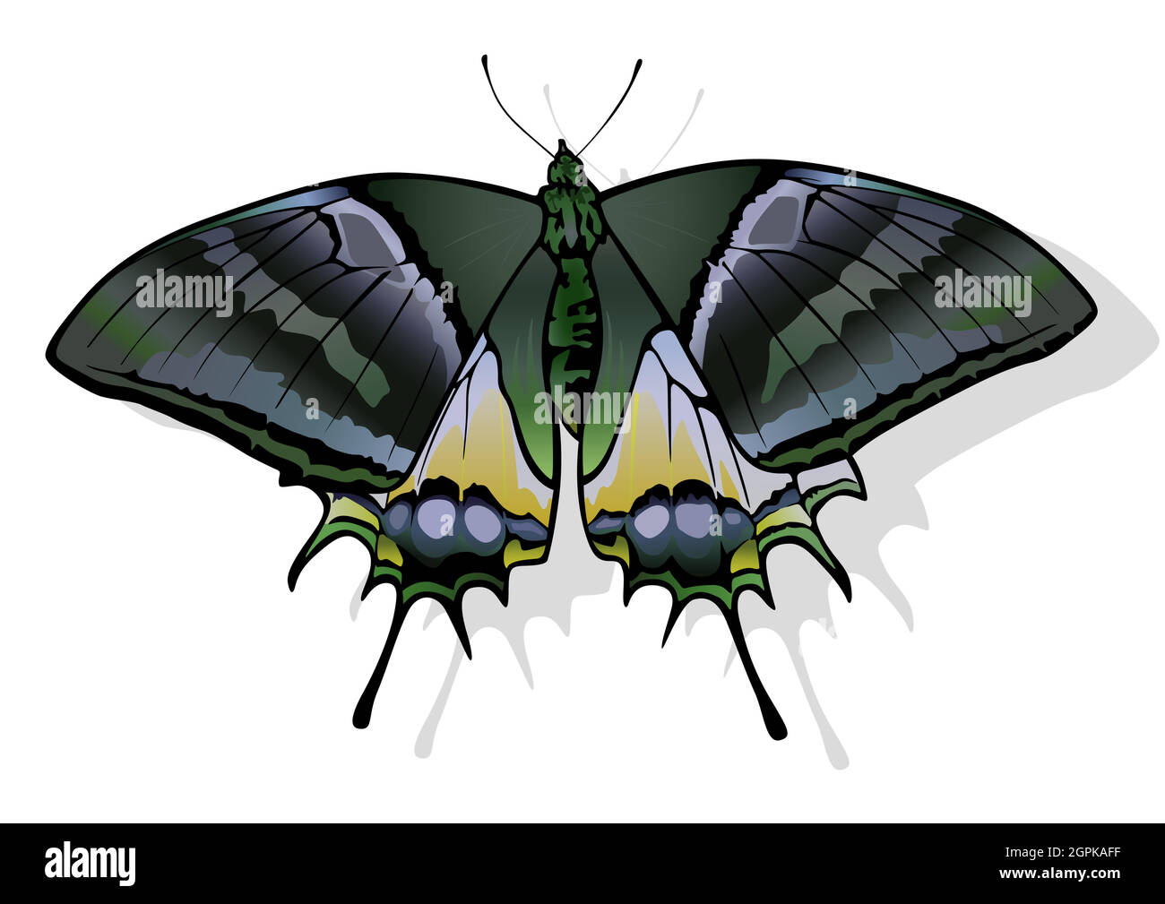 Papillon Kaiser-i-Hind doré Illustration de Vecteur