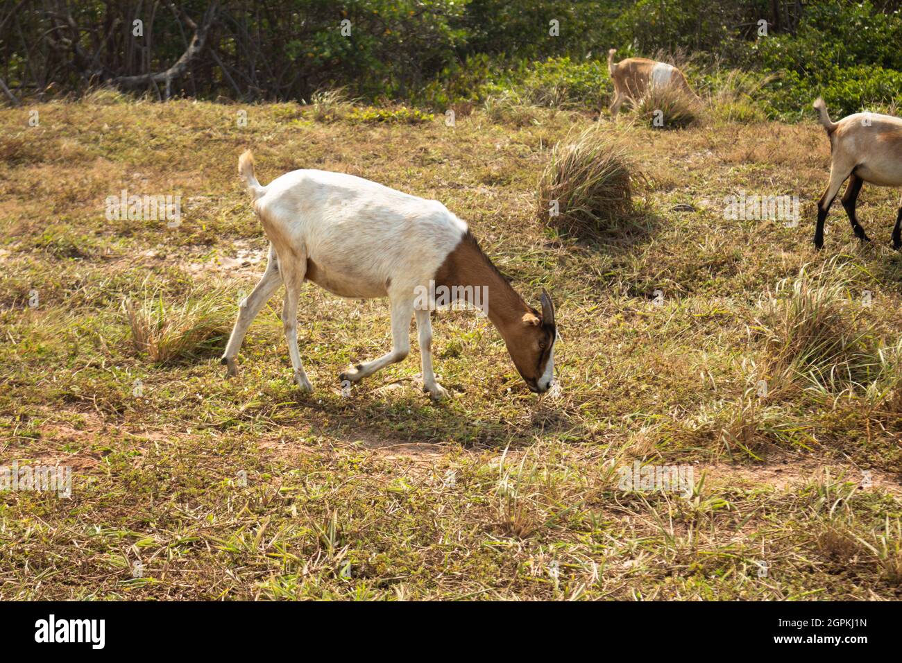 Chèvres brunes manger librement dans le champ. Animaux de ferme avec cornes. Banque D'Images