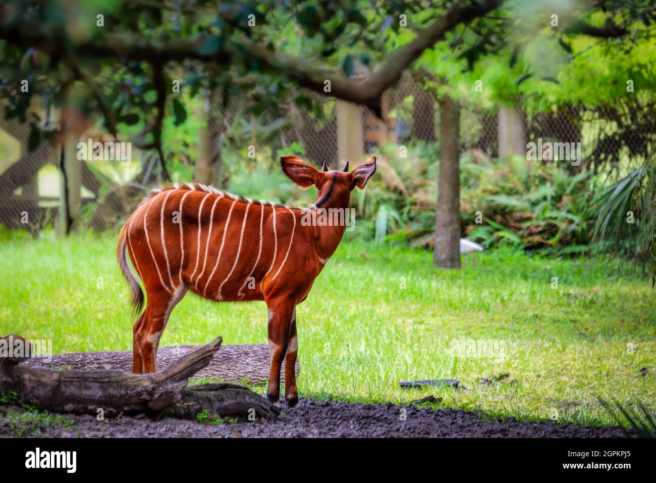 Magnifique Antelope de Bongo de l'est sauvage Banque D'Images