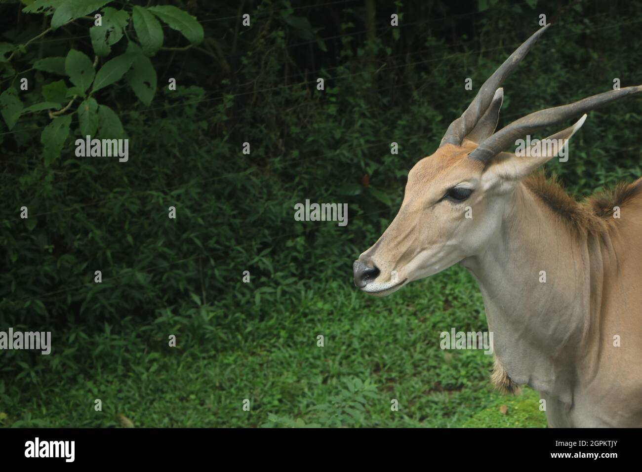 Une magnifique antilope (impala) avec deux cornes fortes sur l'herbe verte de la savane. Banque D'Images