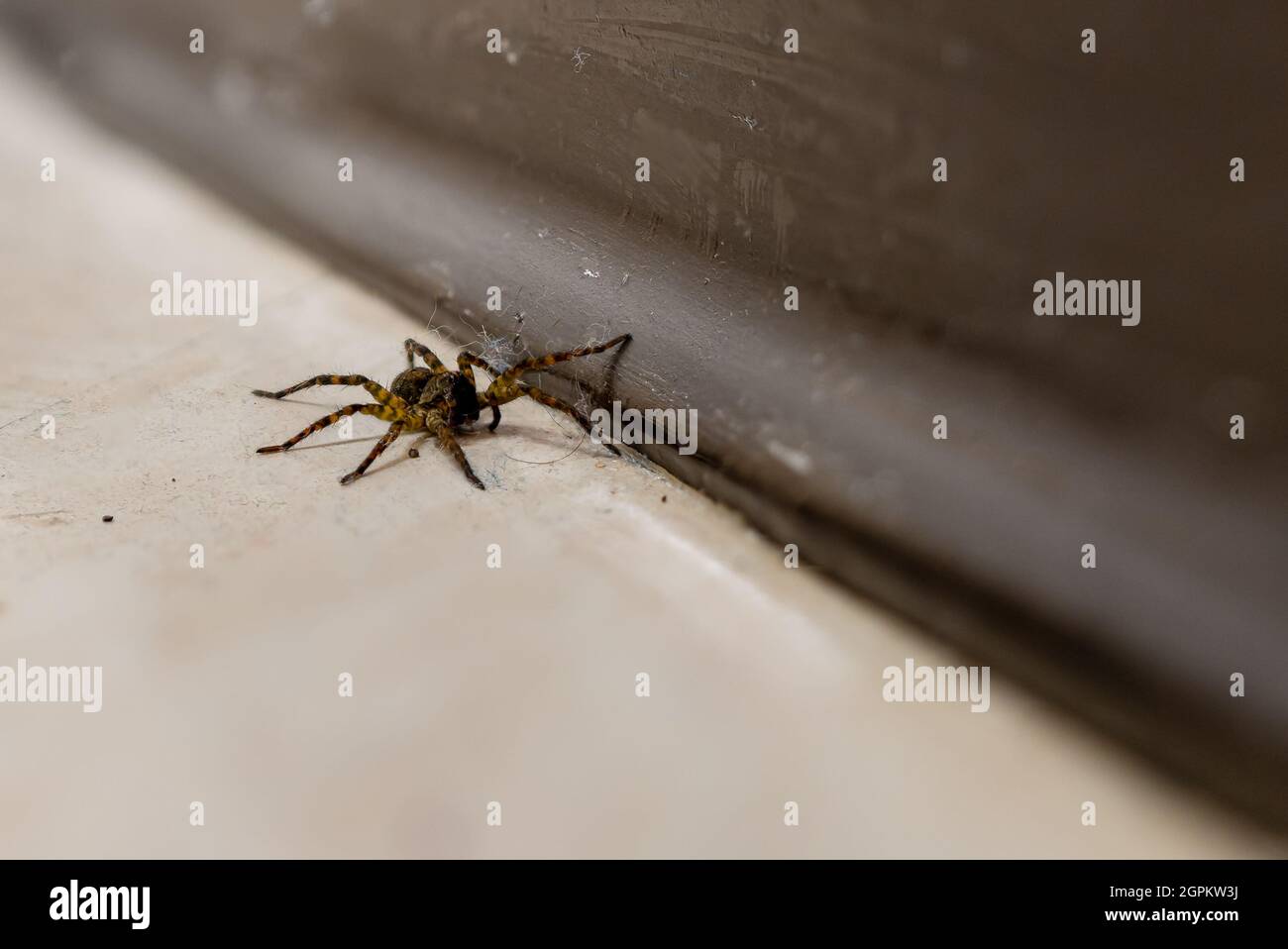 Une araignée de pêche à rayures marron et noires (Dolomedes Tenebrosus) traverse un sol en linoléum sale contre une base marron. Banque D'Images