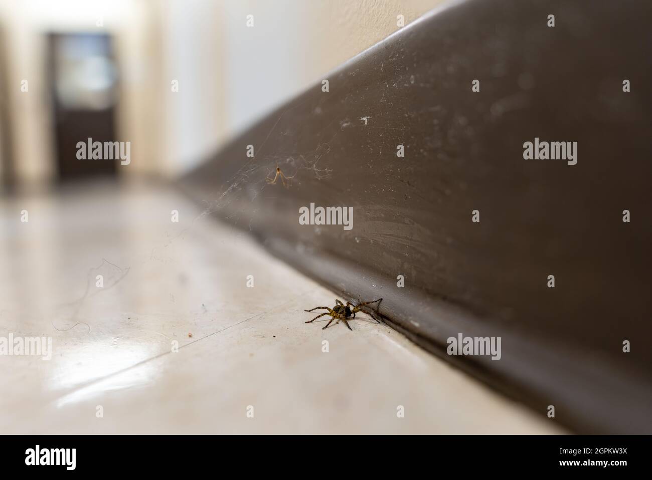 Une araignée de pêche à rayures marron et noires (Dolomedes Tenebrosus) traverse un sol en linoléum sale contre une base marron. Banque D'Images