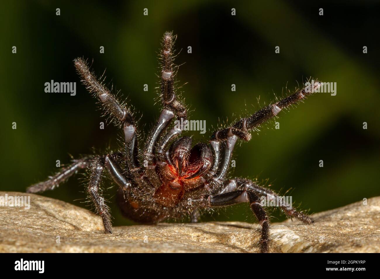 Australian Sydney Funnel Web Spider Banque D'Images