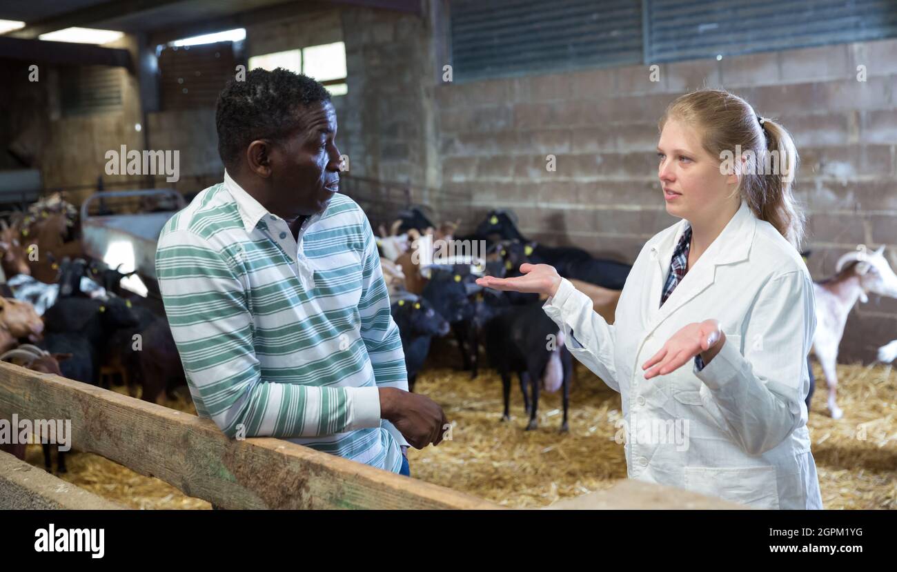 Femme vétérinaire parlant à éleveur de chèvre Banque D'Images