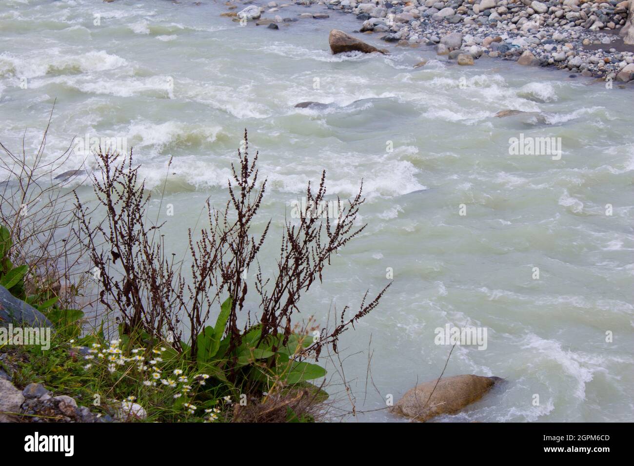 Une rivière de montagne étroite avec une surface d'eau blanche avec des ondulations. La rive opposée est faite de petites pierres. Une côte proche avec des herbes aux couleurs de l'automne. Banque D'Images