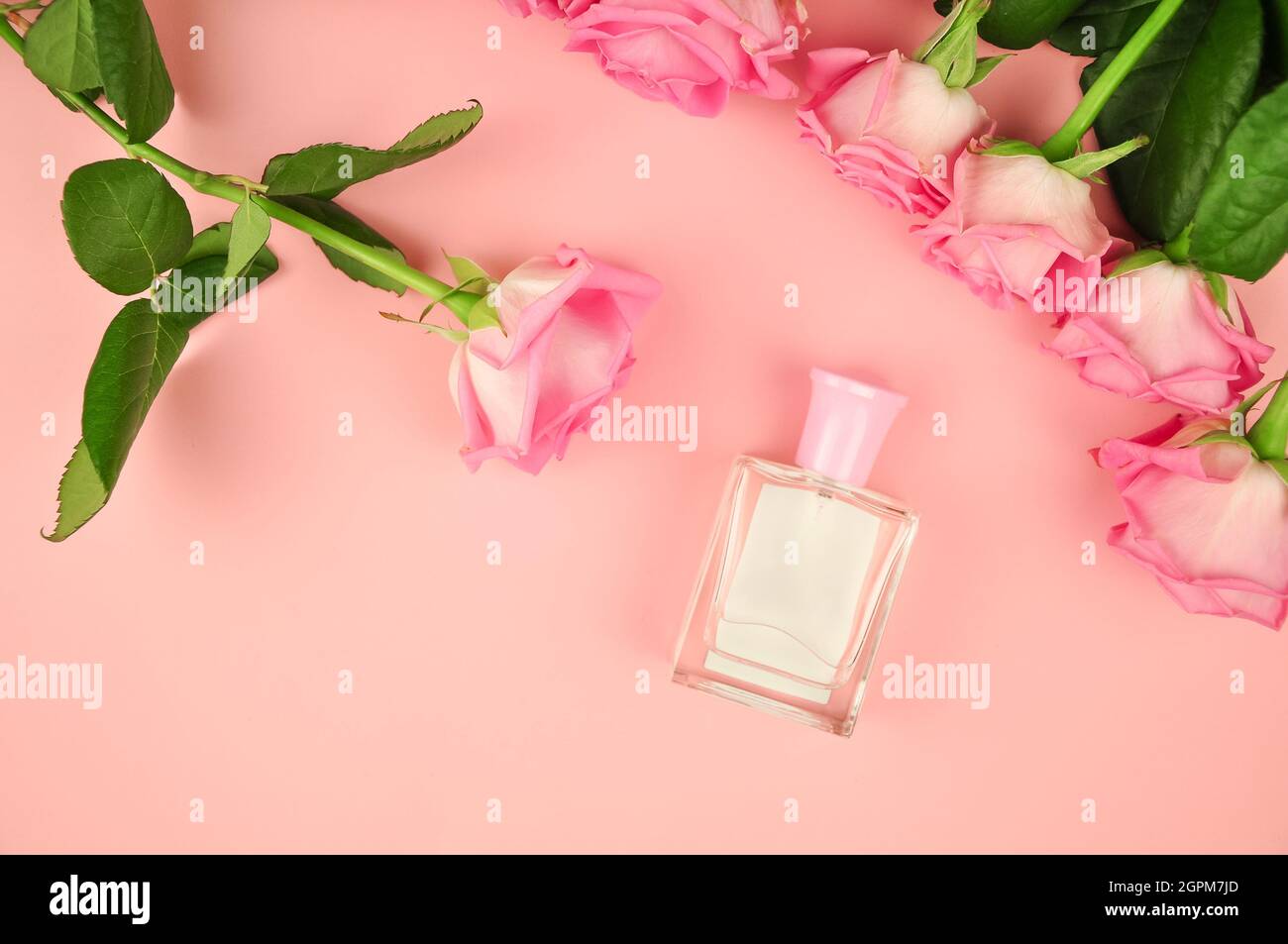 Parfum rose sur fond rose avec fleurs fraîches pour femme . Photo de haute qualité Banque D'Images