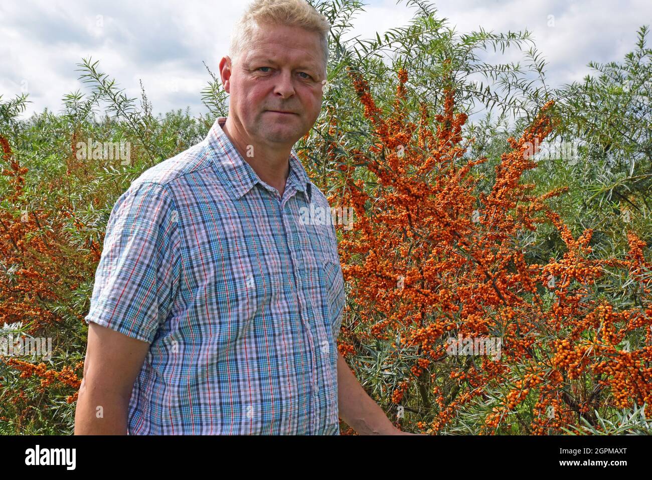 PRODUCTION - 16 septembre 2021, Saxe-Anhalt, Jessen (Elster): Ralf Donath sur la plantation d'argousier de Vereinigte Agrarbetriebe Seydaland. Le directeur général est impatient de voir des buissons et des baies de bosse en 2021. (À dpa 'bonne affaire avec les baies aigres - récolte de l'argousier en cours') photo: Annette Schneider-Solis/dpa-Zentralbild/dpa Banque D'Images