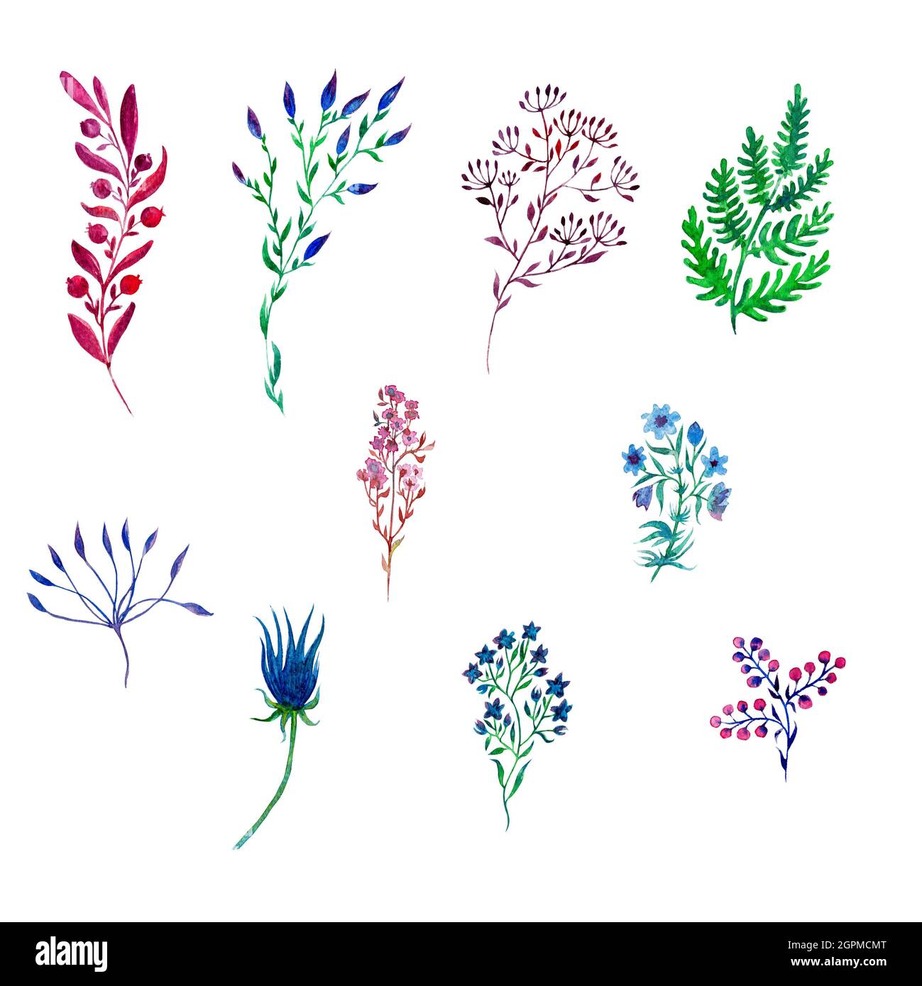 compositions florales aquarelles, brindilles, lames d'herbe. Illustration botanique Banque D'Images