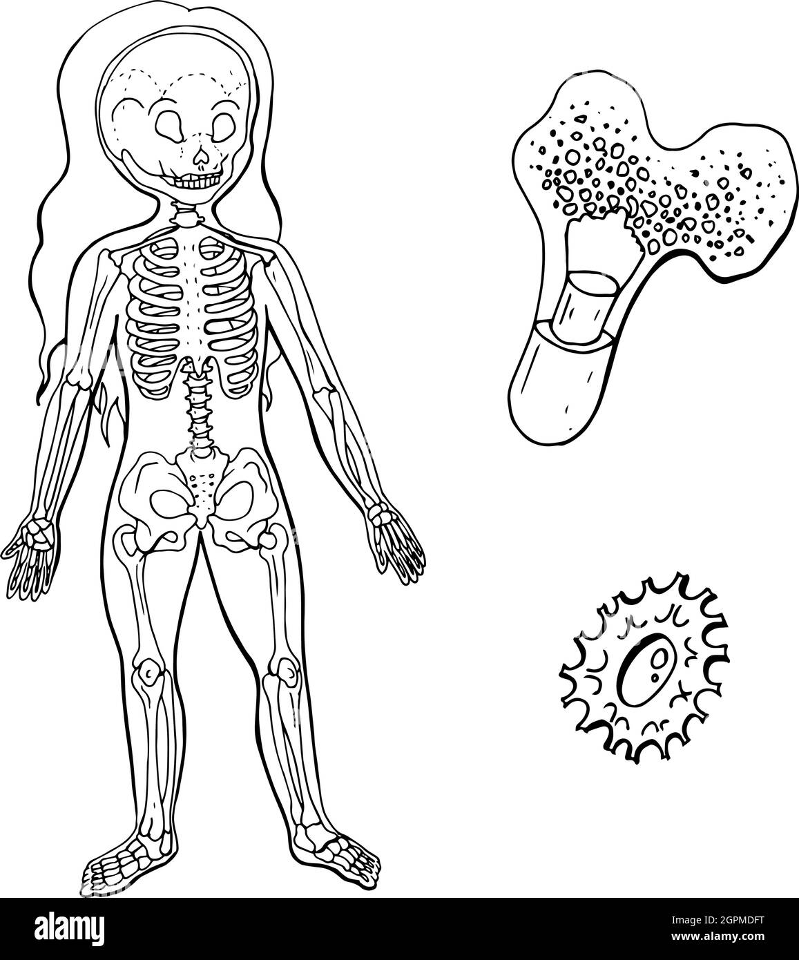 Illustration vectorielle de l'anatomie du corps. Squelette humain. Illustration de Vecteur